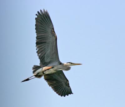 Blue Heron (look how aerodynamic the legs are in flight)