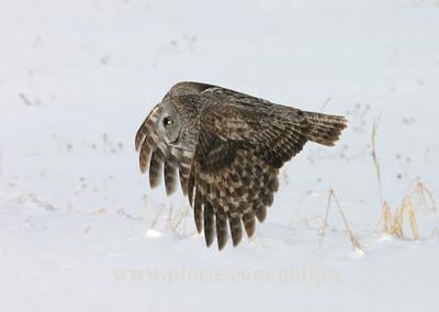 Great Gray Owl - Smile