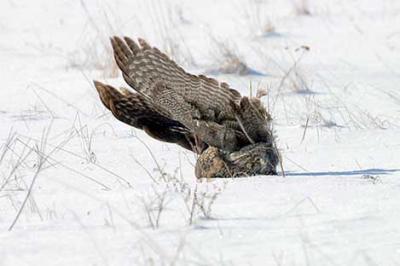 Great Gray Owl impacts ground head and feet first