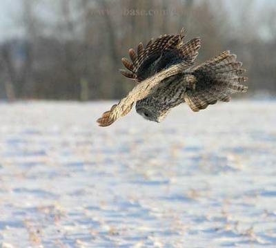 Great Gray Owl plunges toward ground