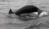 Whale watching at Pleasant Bay