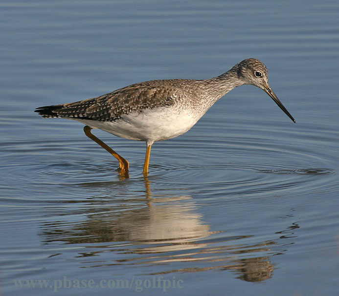 [Sandpiper] Greater Yellow Leg