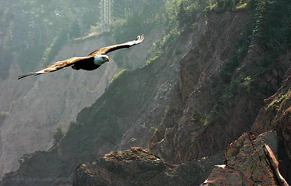 Bald eagle on the way to the Bird Islands