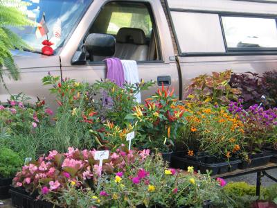 Lavender Truck