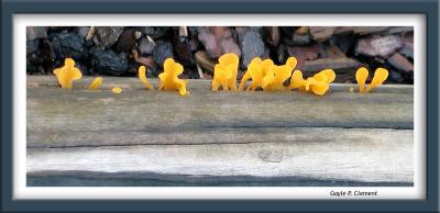 Row of Yellow