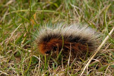 Garden Tiger Caterpillar