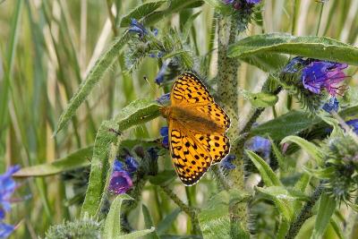 Dark Green Fritillary