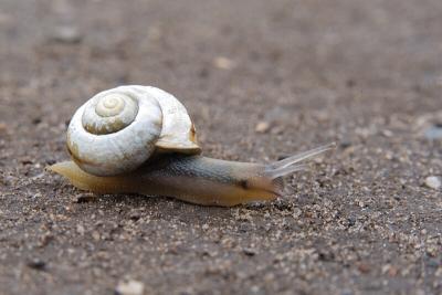 Snail