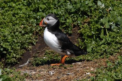 Puffin