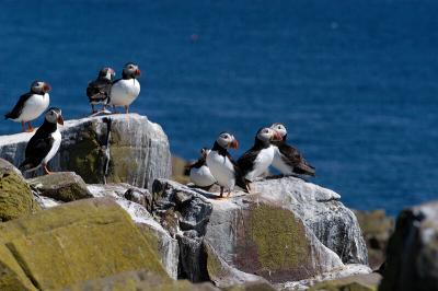 Puffins