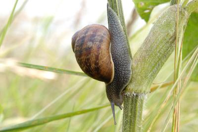 Snail