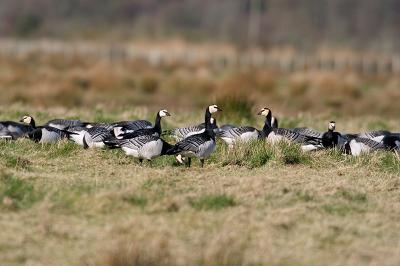 Barnacle Geese