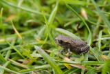 Common toad