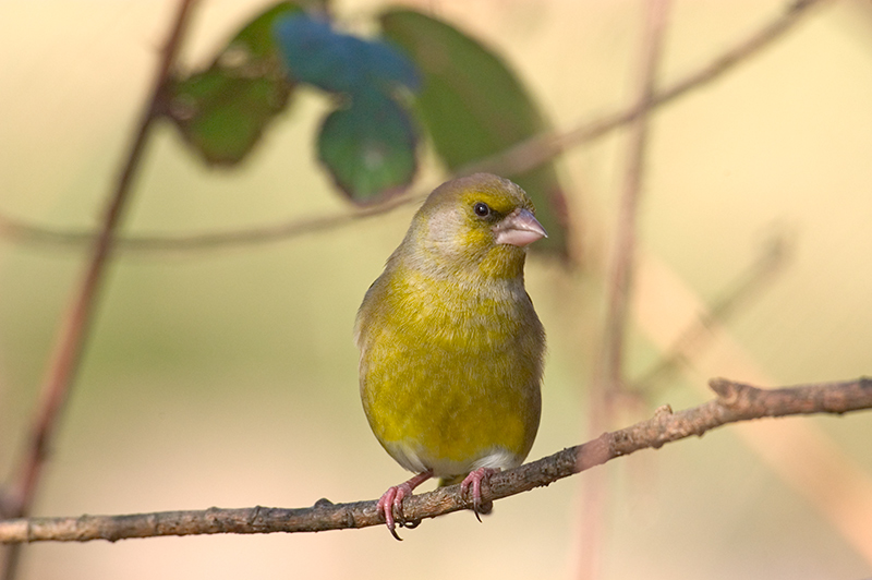 Greenfinch