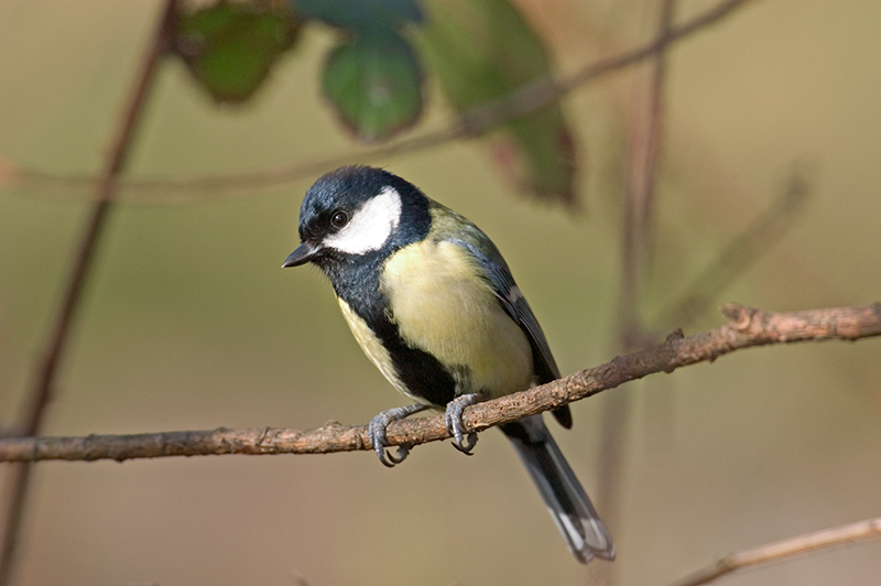 Great Tit
