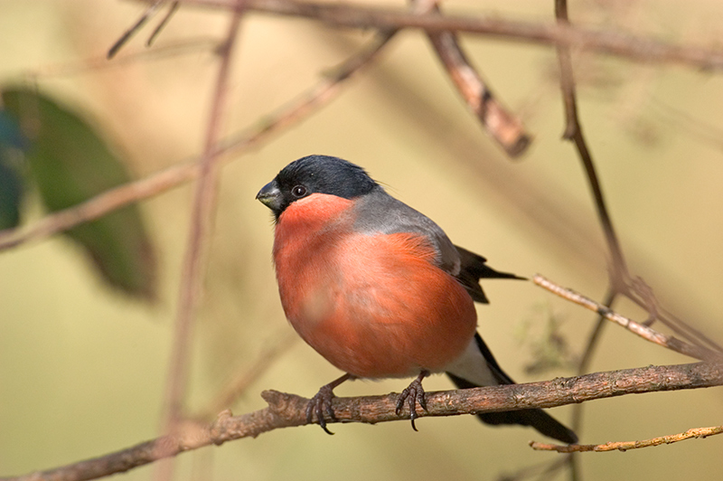 Bullfinch