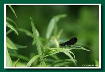 CRW_1151.jpg
