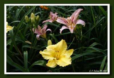 CRW_2471.jpg