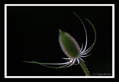 CRW_2513.jpg