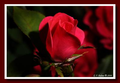 CRW_2562.jpg
