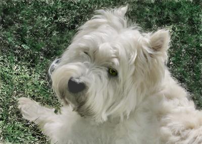 A West Highland Terrier .jpg