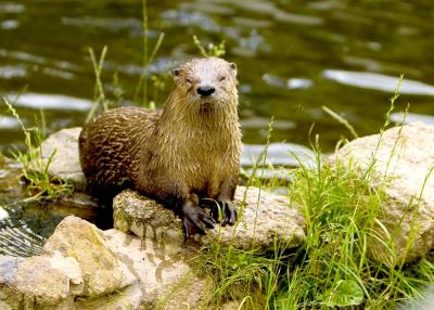 Dartmoor Otter Sanctuary