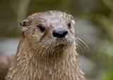 Otter 1.jpg