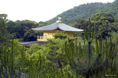 copy_DSC1005.jpg