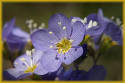 u47/gsbana/medium/30179620.forgetmenot.jpg
