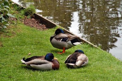 Sleepy Ducks