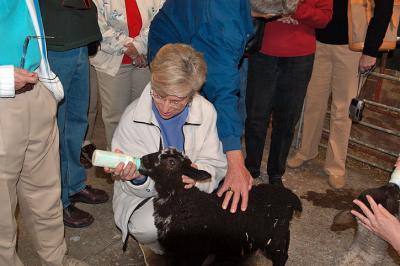 Liz Feeding a Lamb, Rauthbaum Farm