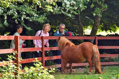 Jim, Janet and a Shetland Pony