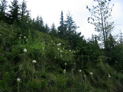 Field of Beargrass