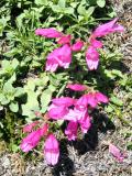 Davidsons Penstemon