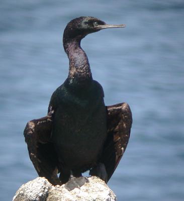 Pelagic Cormorant