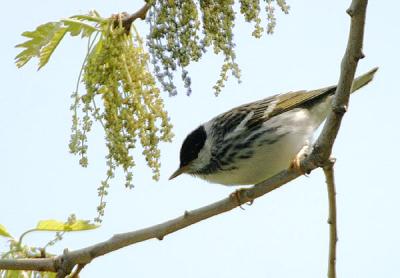 Blackpoll Warbler