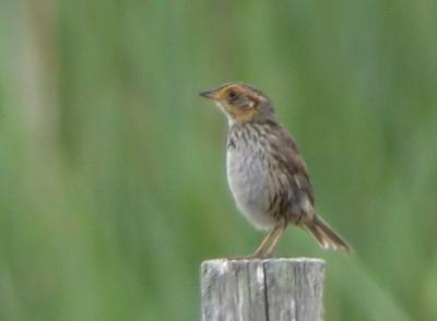 Saltmarsh Sparrow