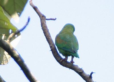 Orange-chinned Parakeet