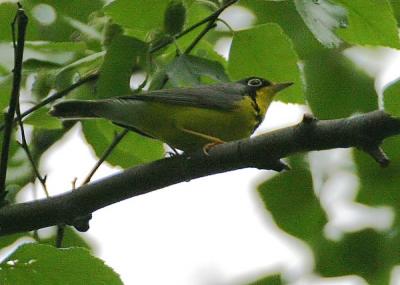 Canada Warbler