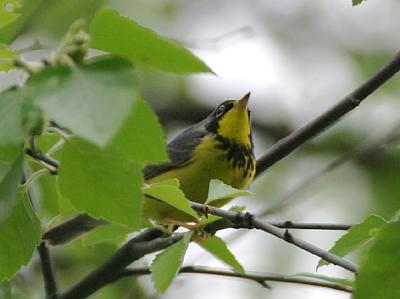 Canada Warbler