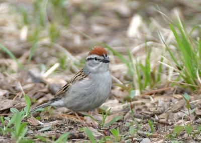 Chipping Sparrow