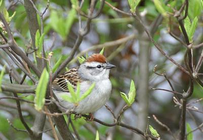 Chipping Sparrow