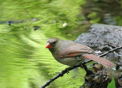 Northern Cardinal