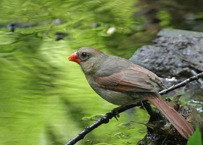 Northern Cardinal