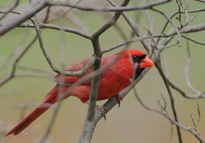 Northern Cardinal