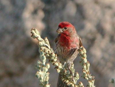 House Finch