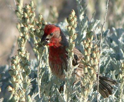 House Finch