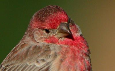 House Finch