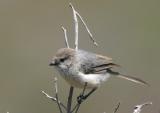 Bushtit