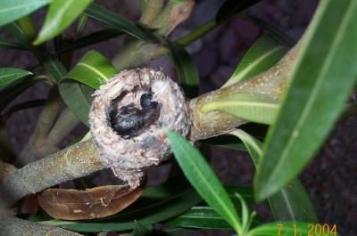 Hummingbird Chicks day 1